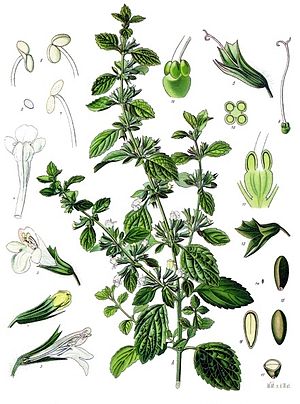 Melissa Officinalis